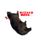 ジジキキちゃんスタンプ〜（個別スタンプ：34）