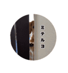 カニンヘンダックスフンドのミラ（個別スタンプ：22）