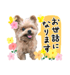 ポメプーコロンのハッピーな毎日（個別スタンプ：1）