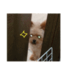 ポメプーコロンのハッピーな毎日（個別スタンプ：2）