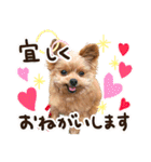 ポメプーコロンのハッピーな毎日（個別スタンプ：3）