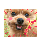 ポメプーコロンのハッピーな毎日（個別スタンプ：5）