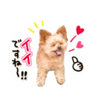ポメプーコロンのハッピーな毎日（個別スタンプ：6）