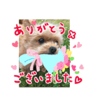 ポメプーコロンのハッピーな毎日（個別スタンプ：7）