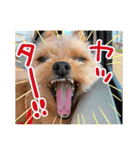 ポメプーコロンのハッピーな毎日（個別スタンプ：13）