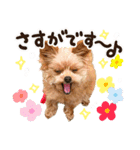 ポメプーコロンのハッピーな毎日（個別スタンプ：15）