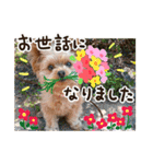 ポメプーコロンのハッピーな毎日（個別スタンプ：16）