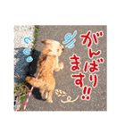 ポメプーコロンのハッピーな毎日（個別スタンプ：17）