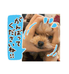 ポメプーコロンのハッピーな毎日（個別スタンプ：18）