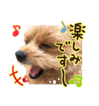 ポメプーコロンのハッピーな毎日（個別スタンプ：20）