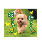 ポメプーコロンのハッピーな毎日（個別スタンプ：23）