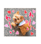 ポメプーコロンのハッピーな毎日（個別スタンプ：24）