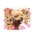 ポメプーコロンのハッピーな毎日（個別スタンプ：25）