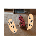 ポメプーコロンのハッピーな毎日（個別スタンプ：26）