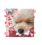 ポメプーコロンのハッピーな毎日（個別スタンプ：27）