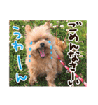 ポメプーコロンのハッピーな毎日（個別スタンプ：28）