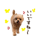 ポメプーコロンのハッピーな毎日（個別スタンプ：29）