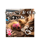 ポメプーコロンのハッピーな毎日（個別スタンプ：32）