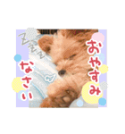 ポメプーコロンのハッピーな毎日（個別スタンプ：33）