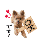 ポメプーコロンのハッピーな毎日（個別スタンプ：34）