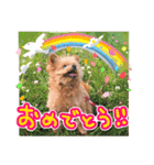 ポメプーコロンのハッピーな毎日（個別スタンプ：35）
