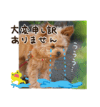 ポメプーコロンのハッピーな毎日（個別スタンプ：36）
