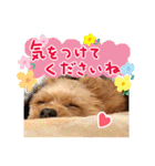 ポメプーコロンのハッピーな毎日（個別スタンプ：37）