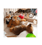 ポメプーコロンのハッピーな毎日（個別スタンプ：38）