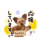 ポメプーコロンのハッピーな毎日（個別スタンプ：39）