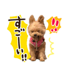 ポメプーコロンのハッピーな毎日（個別スタンプ：40）
