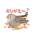 コメちゃん今日もかわいいね（個別スタンプ：3）