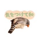 コメちゃん今日もかわいいね（個別スタンプ：7）