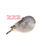 コメちゃん今日もかわいいね（個別スタンプ：10）