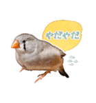 コメちゃん今日もかわいいね（個別スタンプ：11）