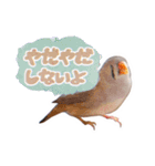 コメちゃん今日もかわいいね（個別スタンプ：12）
