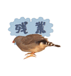 コメちゃん今日もかわいいね（個別スタンプ：13）