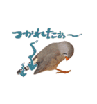 コメちゃん今日もかわいいね（個別スタンプ：15）