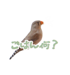 コメちゃん今日もかわいいね（個別スタンプ：19）