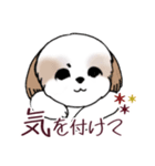 Stickers_Shih Tzu_i シーズースタンプ秋（個別スタンプ：36）