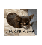 犬三昧ver22.1（個別スタンプ：2）