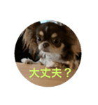 犬三昧ver22.1（個別スタンプ：3）