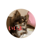犬三昧ver22.1（個別スタンプ：4）