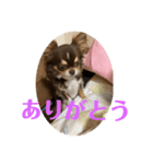 犬三昧ver22.1（個別スタンプ：5）