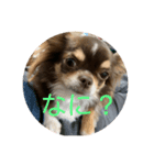 犬三昧ver22.1（個別スタンプ：7）