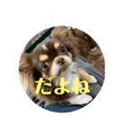 犬三昧ver22.1（個別スタンプ：8）
