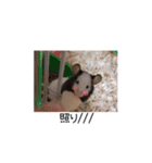 愛しのこあたん♡（個別スタンプ：5）