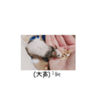 愛しのこあたん♡（個別スタンプ：13）