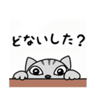 関西弁★ サバトラ猫 (大阪弁)（個別スタンプ：37）