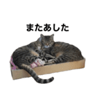 ふぁみれみ（個別スタンプ：26）