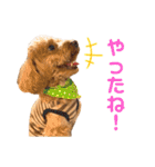 生意気トイプードル はいむのスタンプ（個別スタンプ：5）